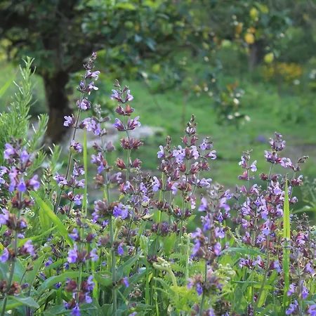 Dom wakacyjny Casa De Vilar De Rei - Refugio No Minho Com Piscina *